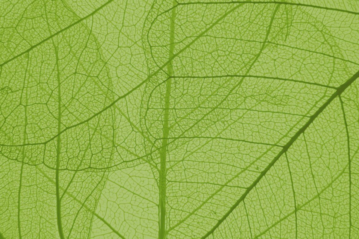 fascia leaf structure